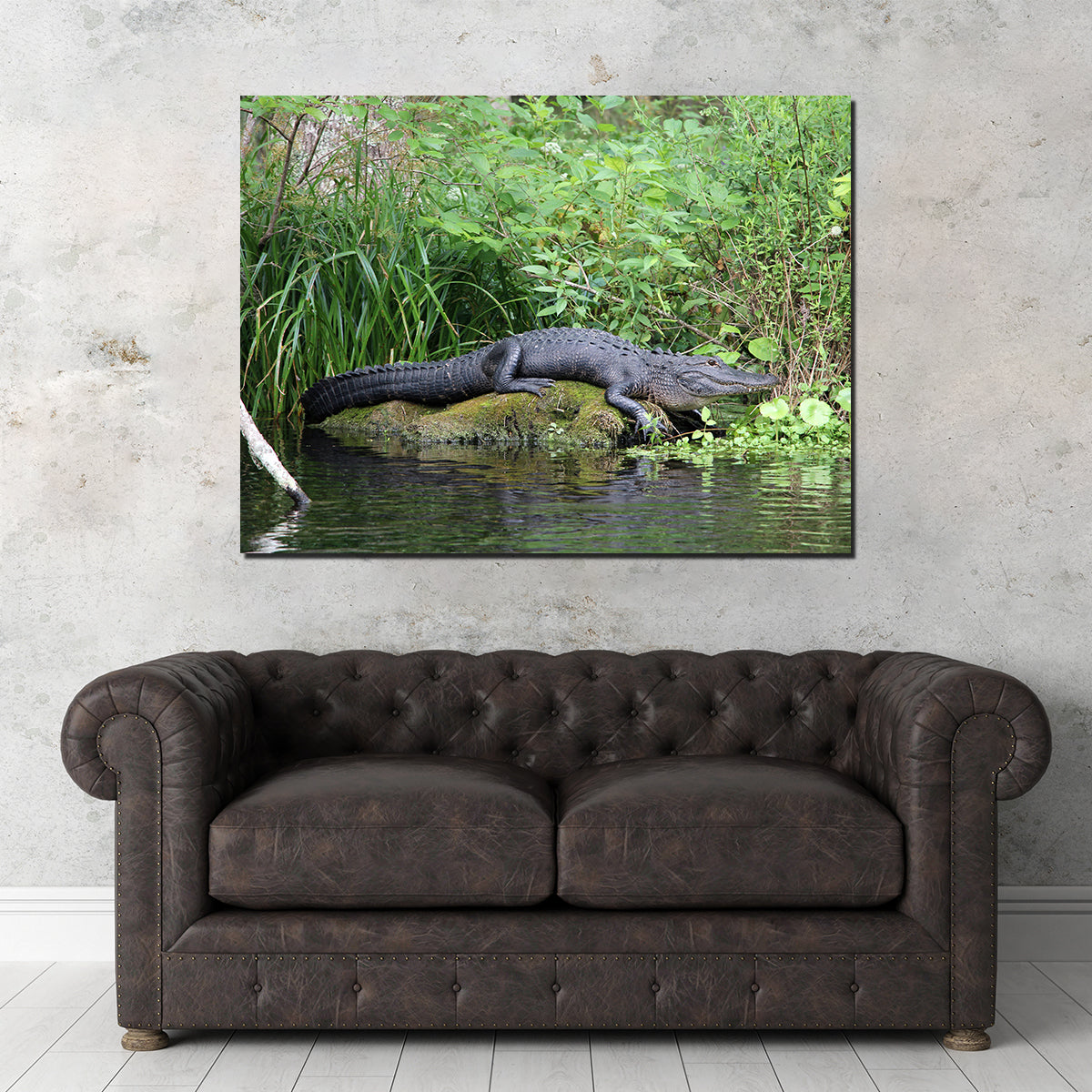 Florida Alligator - Silver Springs State Park Wall Art