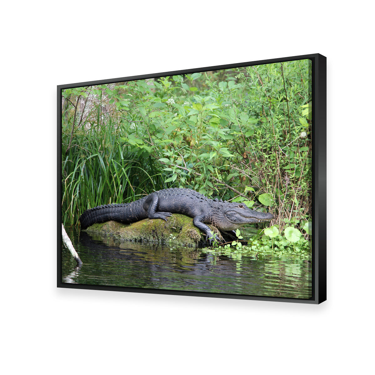Florida Alligator - Silver Springs State Park Wall Art