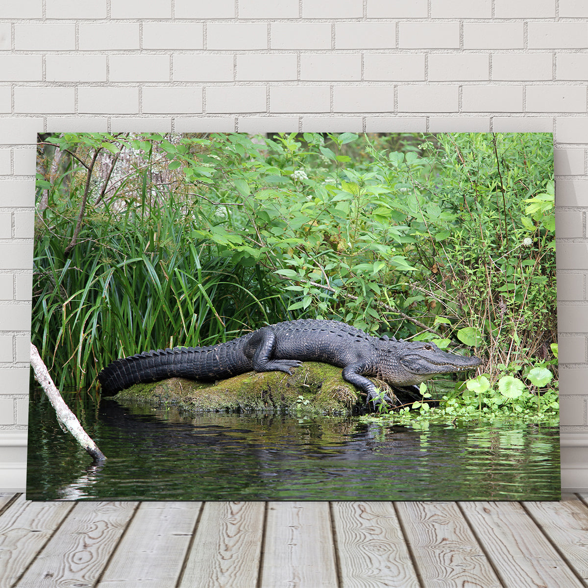 Florida Alligator - Silver Springs State Park Wall Art