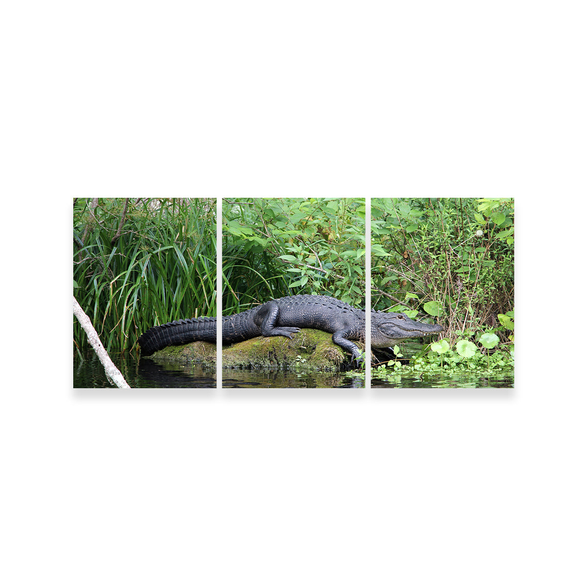 Florida Alligator - Silver Springs State Park Wall Art
