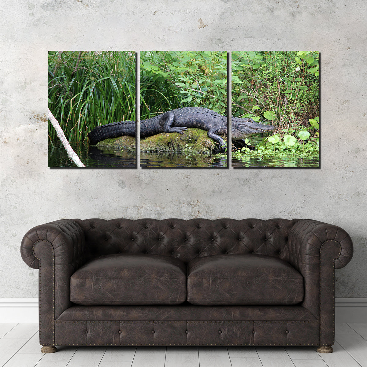Florida Alligator - Silver Springs State Park Wall Art