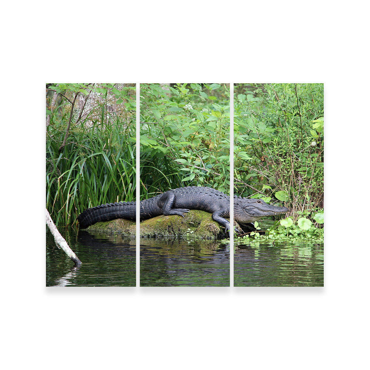 Florida Alligator - Silver Springs State Park Wall Art