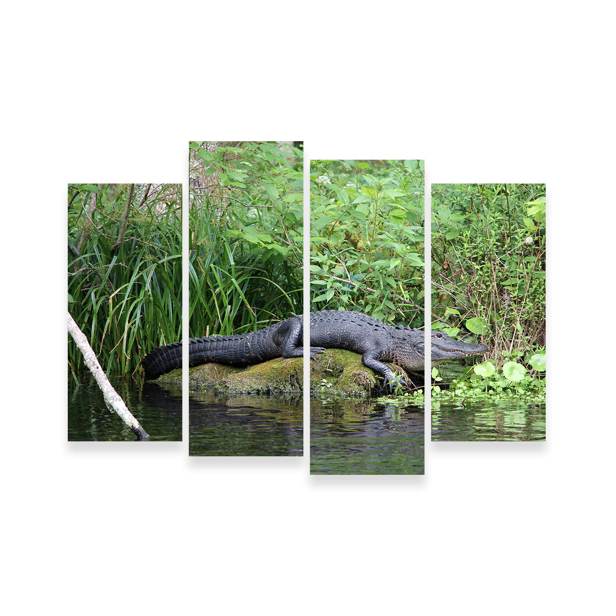 Florida Alligator - Silver Springs State Park Wall Art