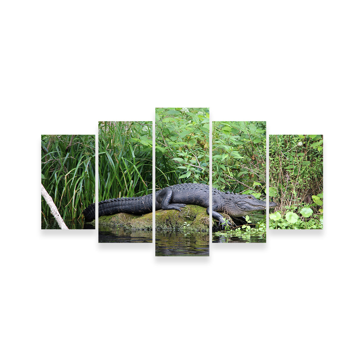 Florida Alligator - Silver Springs State Park Wall Art