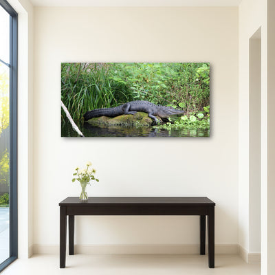 AUTO-MOCKUP ROOM | Florida Alligator - Silver Springs State Park