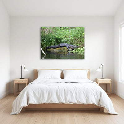 AUTO-MOCKUP ROOM | Florida Alligator - Silver Springs State Park