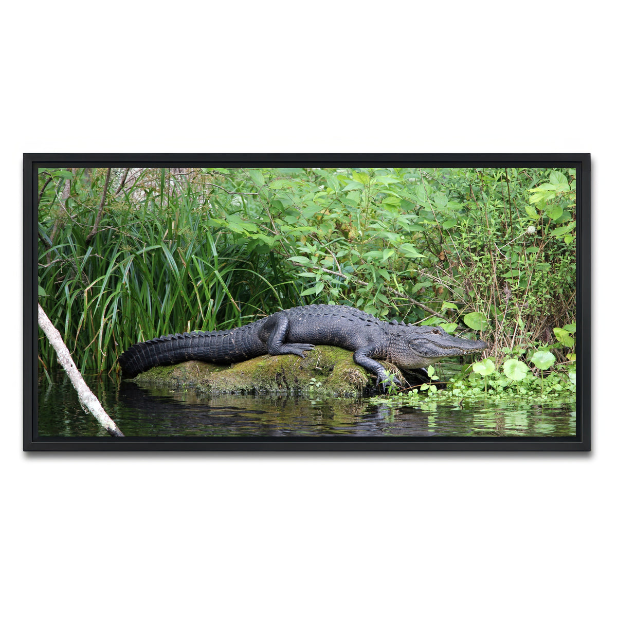 AUTO-MOCKUP WHITE | Florida Alligator - Silver Springs State Park | 1 Piece | Black Framed Canvas | group=2x1