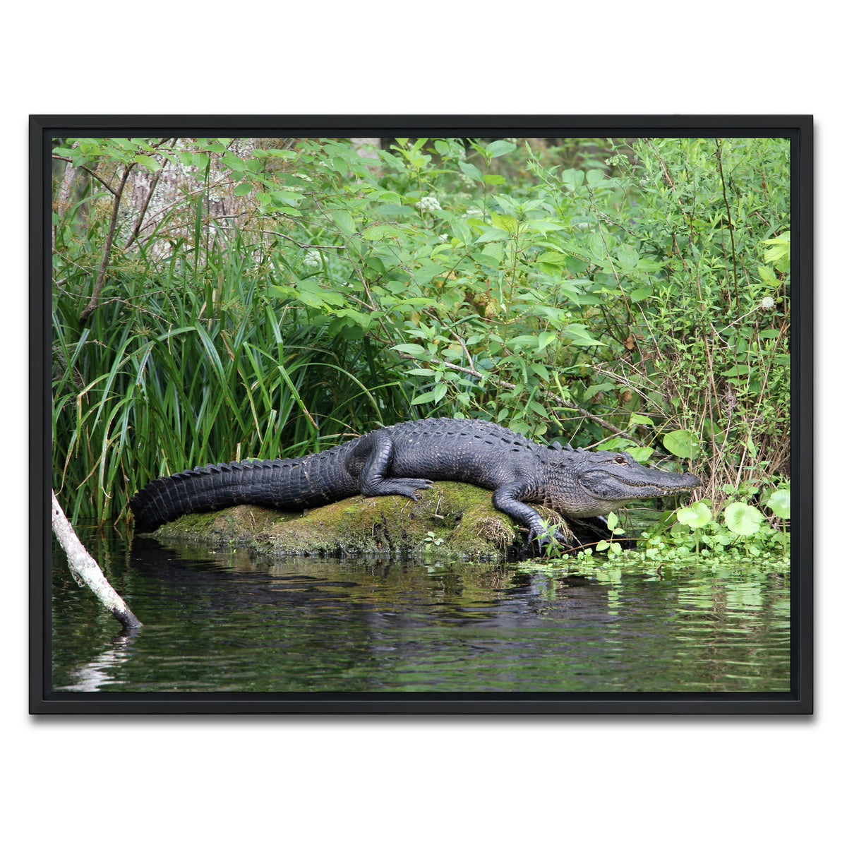 AUTO-MOCKUP WHITE | Florida Alligator - Silver Springs State Park | 1 Piece | Black Framed Canvas | group=4x3