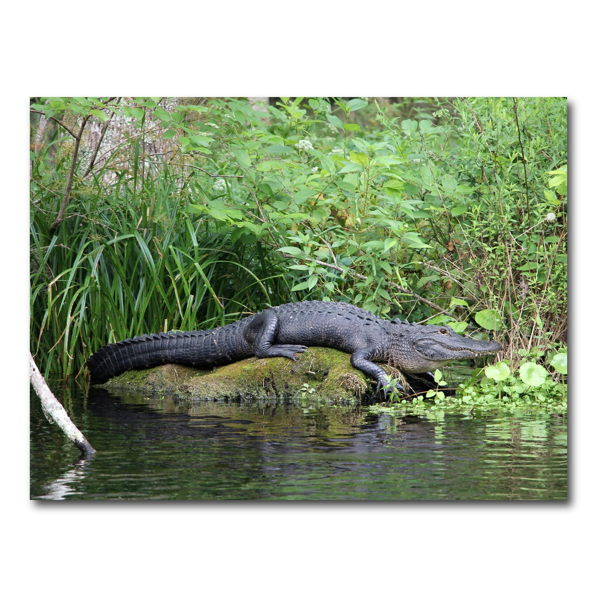 AUTO-MOCKUP WHITE | Florida Alligator - Silver Springs State Park | 1 Piece | Gallery Wrap Canvas | group=4x3