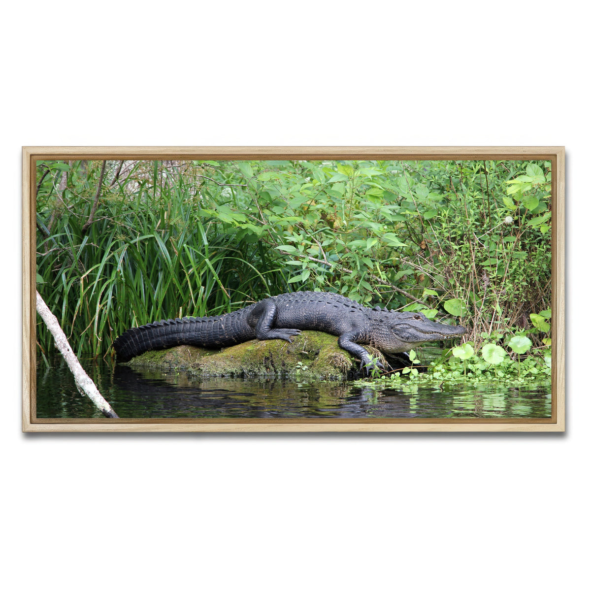AUTO-MOCKUP WHITE | Florida Alligator - Silver Springs State Park | 1 Piece | Natural Framed Canvas | group=2x1