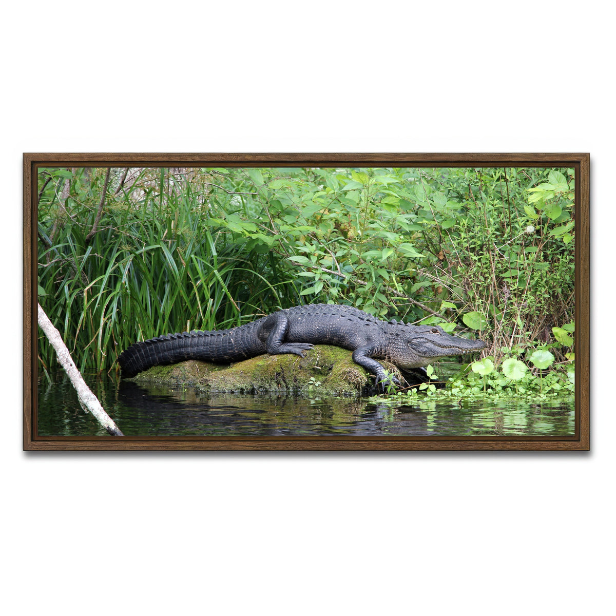 AUTO-MOCKUP WHITE | Florida Alligator - Silver Springs State Park | 1 Piece | Walnut Framed Canvas | group=2x1