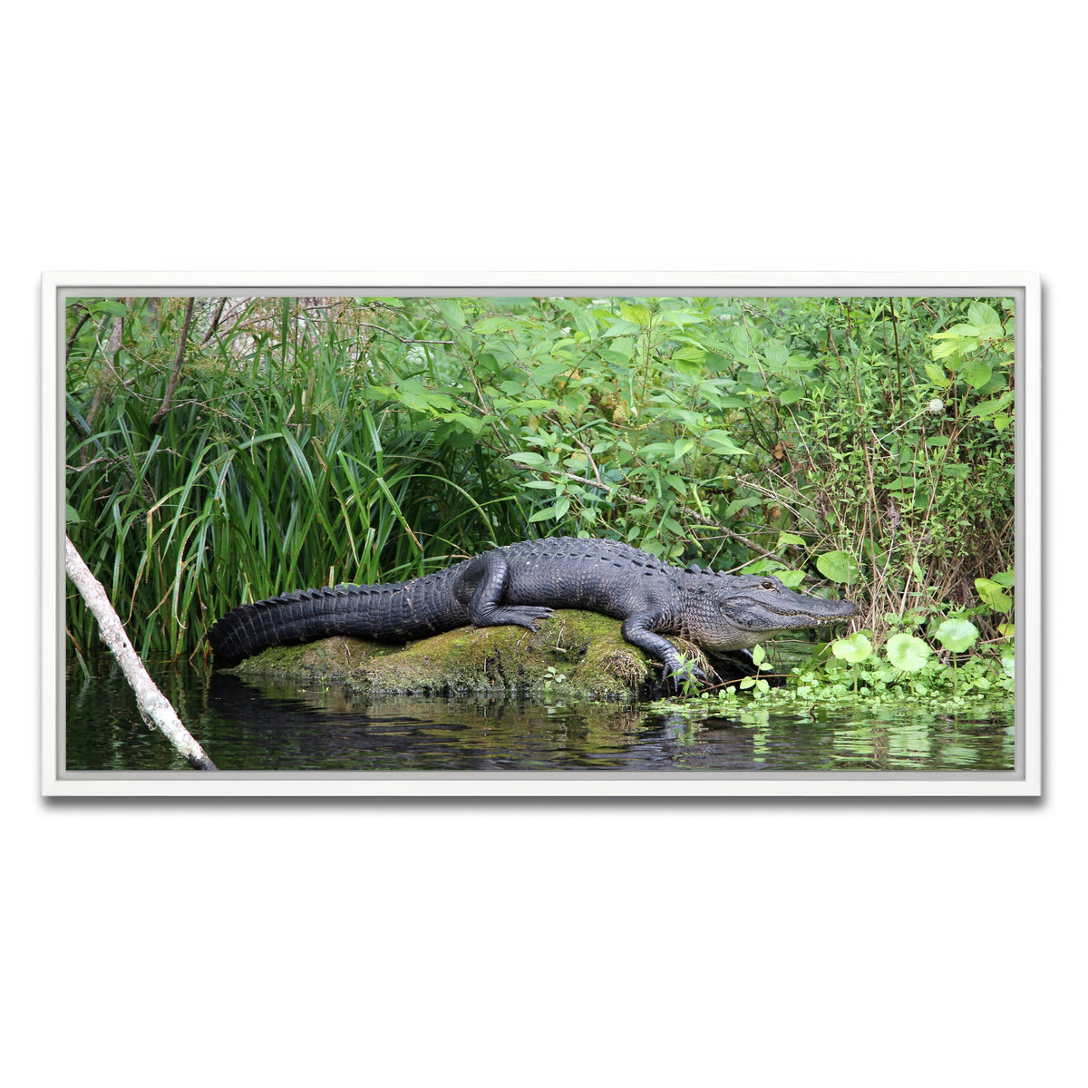 AUTO-MOCKUP WHITE | Florida Alligator - Silver Springs State Park | 1 Piece | White Framed Canvas | group=2x1
