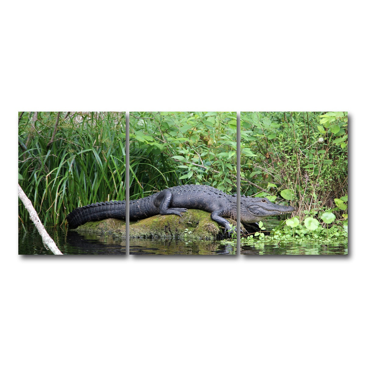 AUTO-MOCKUP WHITE | Florida Alligator - Silver Springs State Park | 3 Piece | Gallery Wrap Canvas | group=18x24