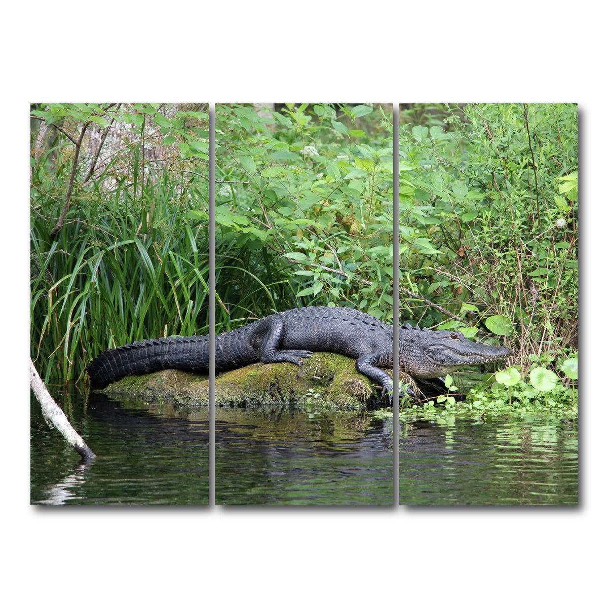 AUTO-MOCKUP WHITE | Florida Alligator - Silver Springs State Park | 3 Piece | Gallery Wrap Canvas | group=8x18
