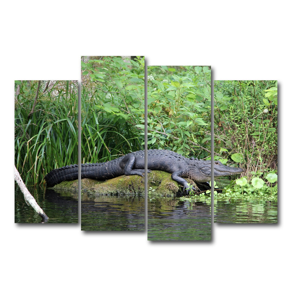 AUTO-MOCKUP WHITE | Florida Alligator - Silver Springs State Park | 4 Piece | Gallery Wrap Canvas | group=4_normal