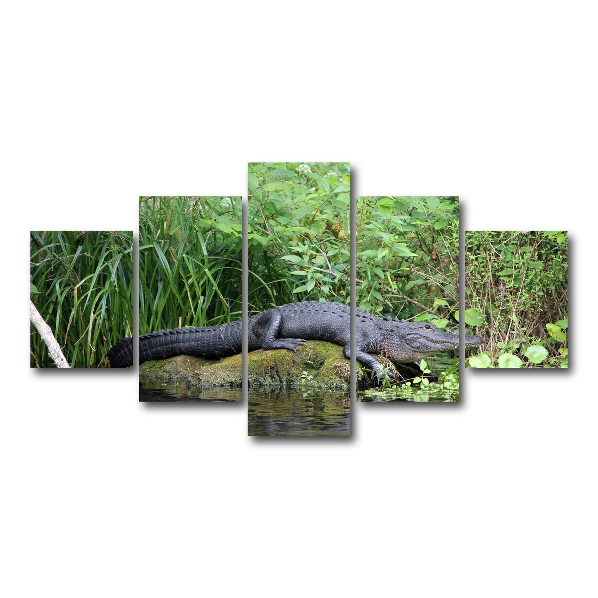 AUTO-MOCKUP WHITE | Florida Alligator - Silver Springs State Park | 5 Piece | Gallery Wrap Canvas | group=5_short
