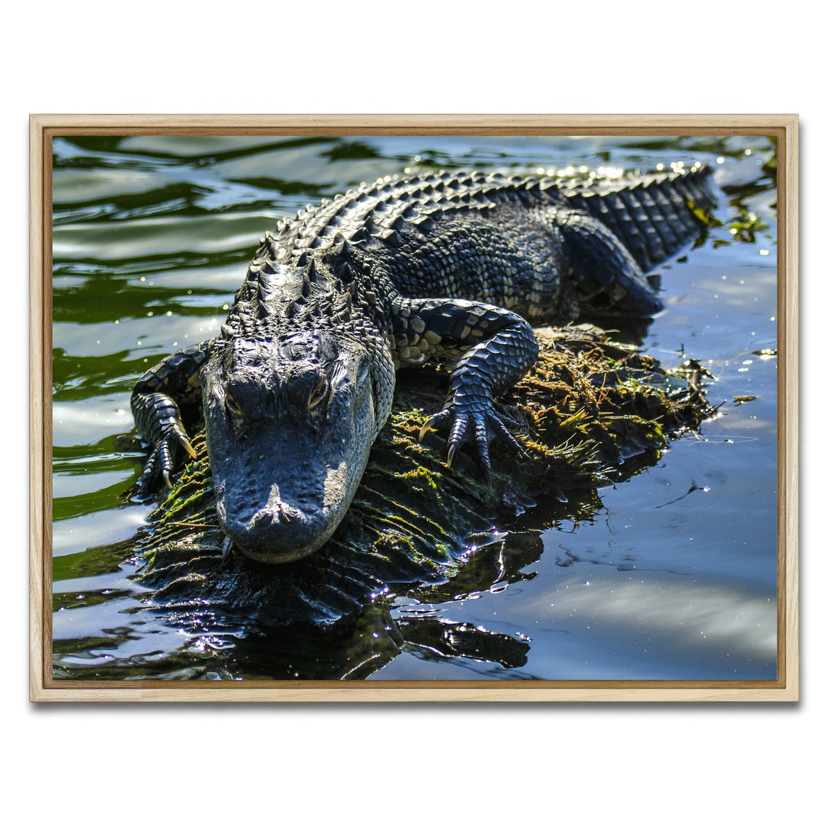 AUTO-MOCKUP WHITE | Florida Alligator | 1 Piece | Natural Framed Canvas | group=4x3