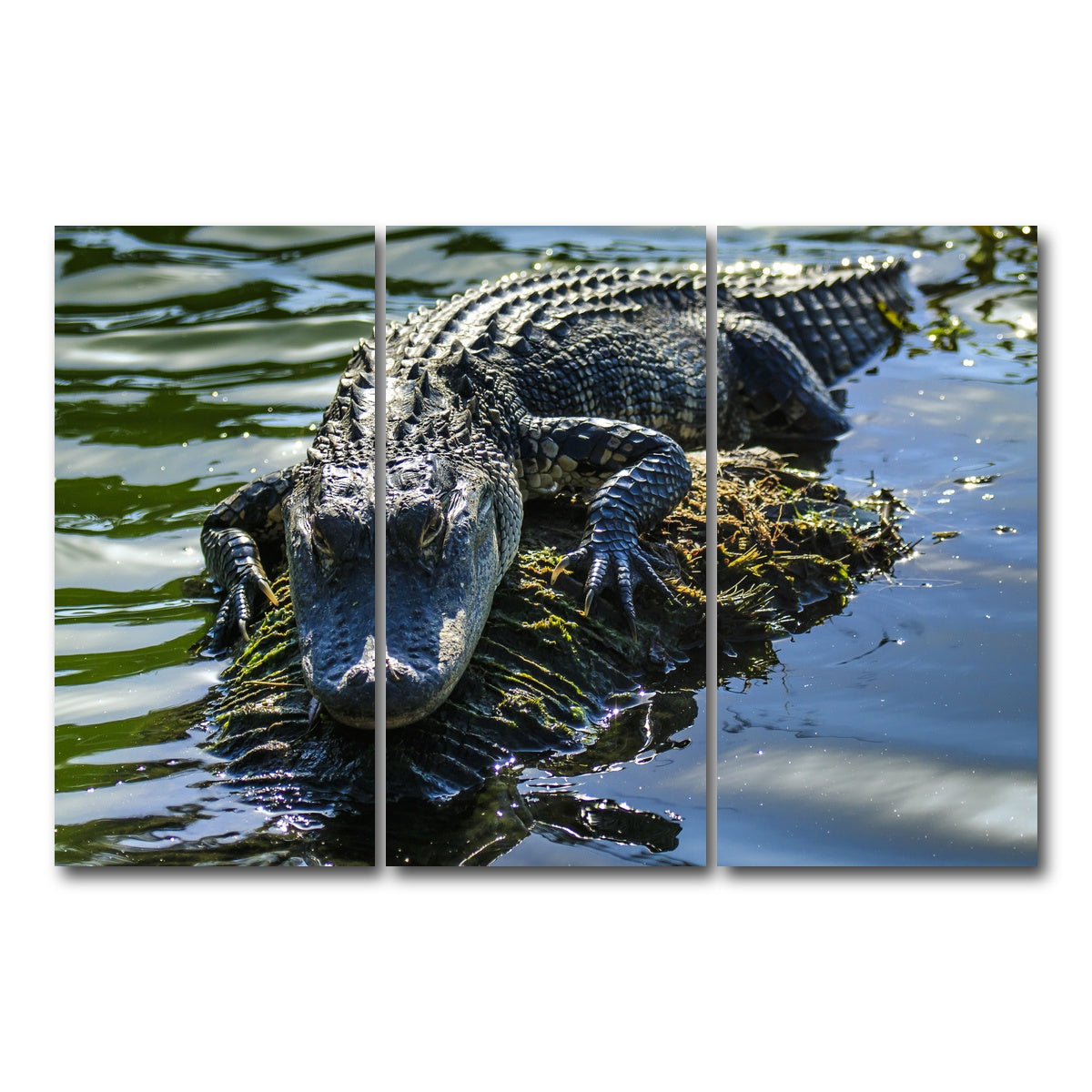 AUTO-MOCKUP WHITE | Florida Alligator | 3 Piece | Gallery Wrap Canvas | group=12x24