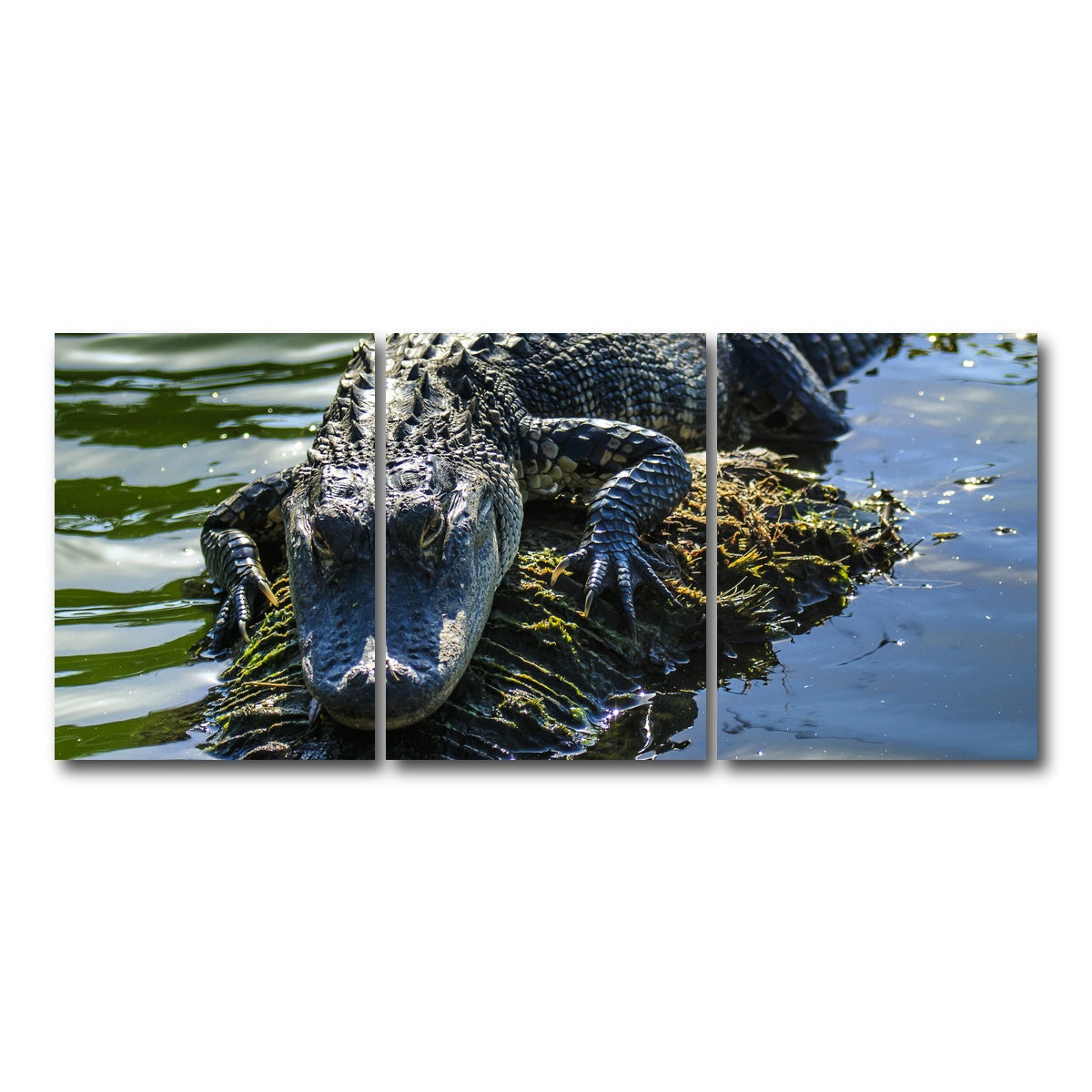 AUTO-MOCKUP WHITE | Florida Alligator | 3 Piece | Gallery Wrap Canvas | group=18x24