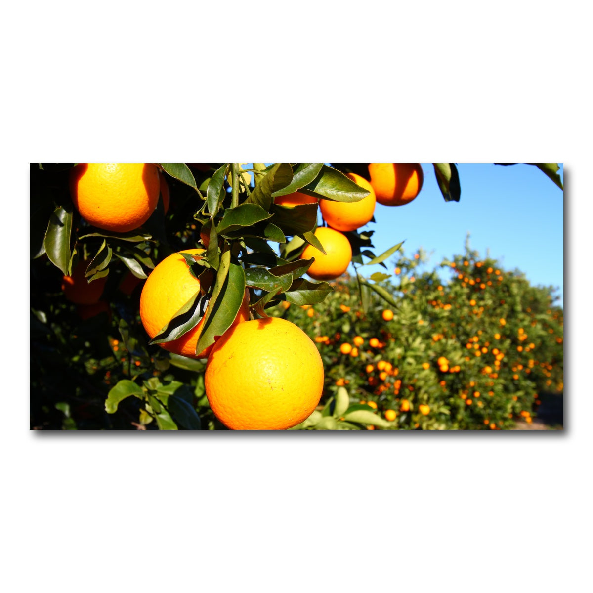 AUTO-MOCKUP WHITE | Florida Oranges | 1 Piece | Gallery Wrap Canvas | group=2x1