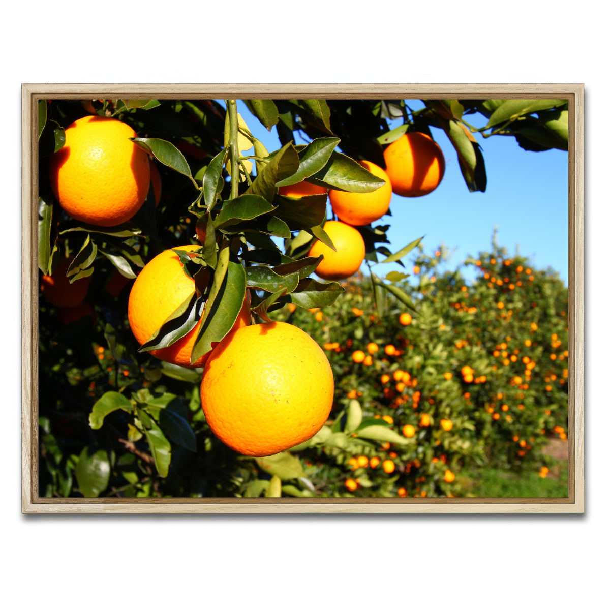AUTO-MOCKUP WHITE | Florida Oranges | 1 Piece | Natural Framed Canvas | group=4x3