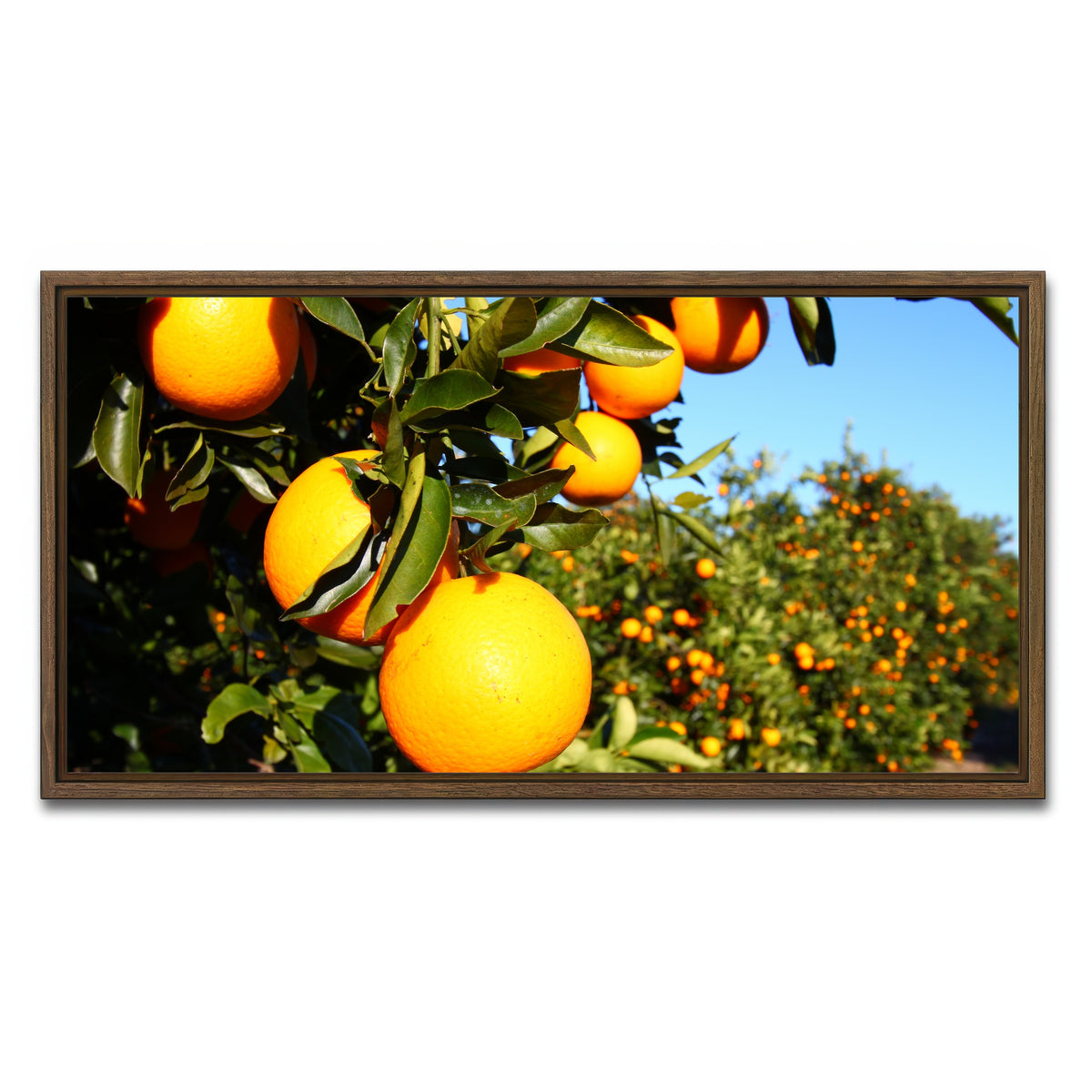AUTO-MOCKUP WHITE | Florida Oranges | 1 Piece | Walnut Framed Canvas | group=2x1