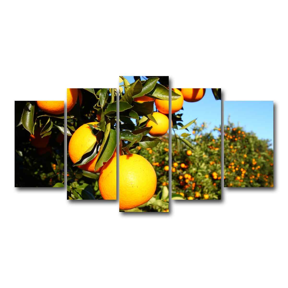 AUTO-MOCKUP WHITE | Florida Oranges | 5 Piece | Gallery Wrap Canvas | group=5_normal