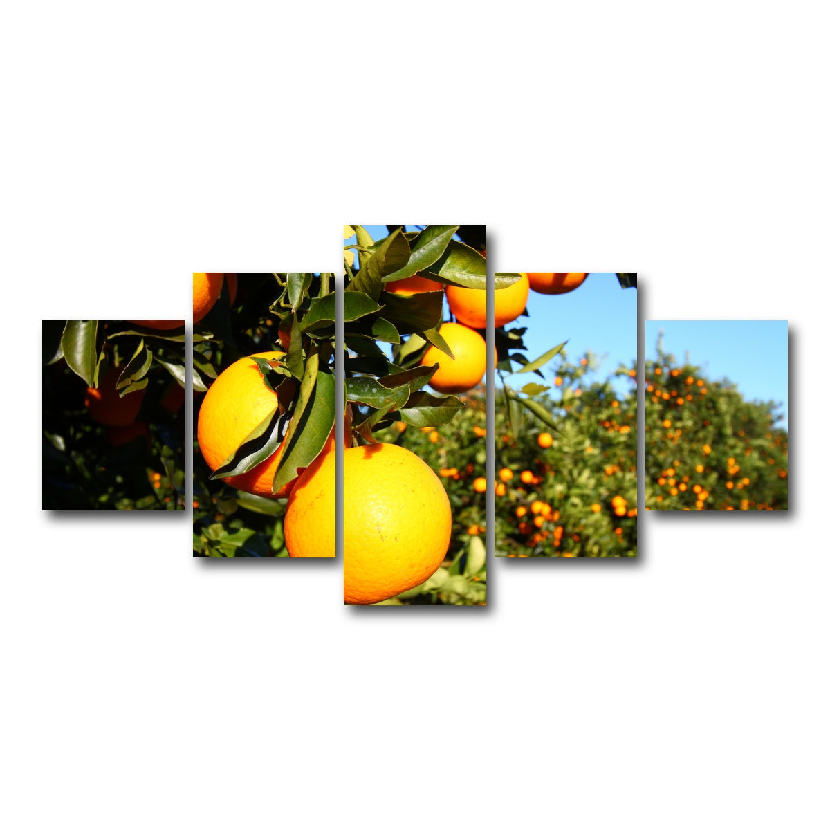 AUTO-MOCKUP WHITE | Florida Oranges | 5 Piece | Gallery Wrap Canvas | group=5_short