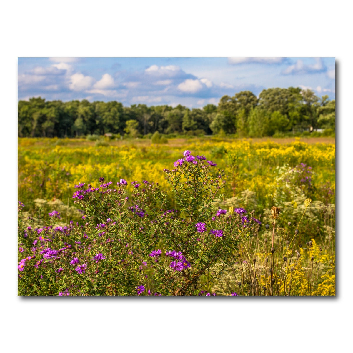 AUTO-MOCKUP WHITE | Flowering prairie at Middlefork Savanna | 1 Piece | Gallery Wrap Canvas | group=4x3