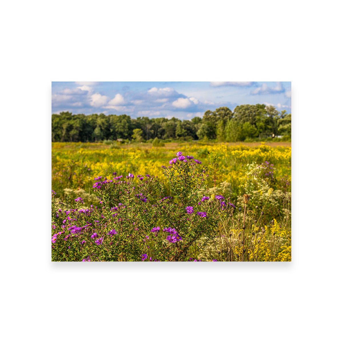 Flowering Prairie at Middlefork Savanna Wall Art