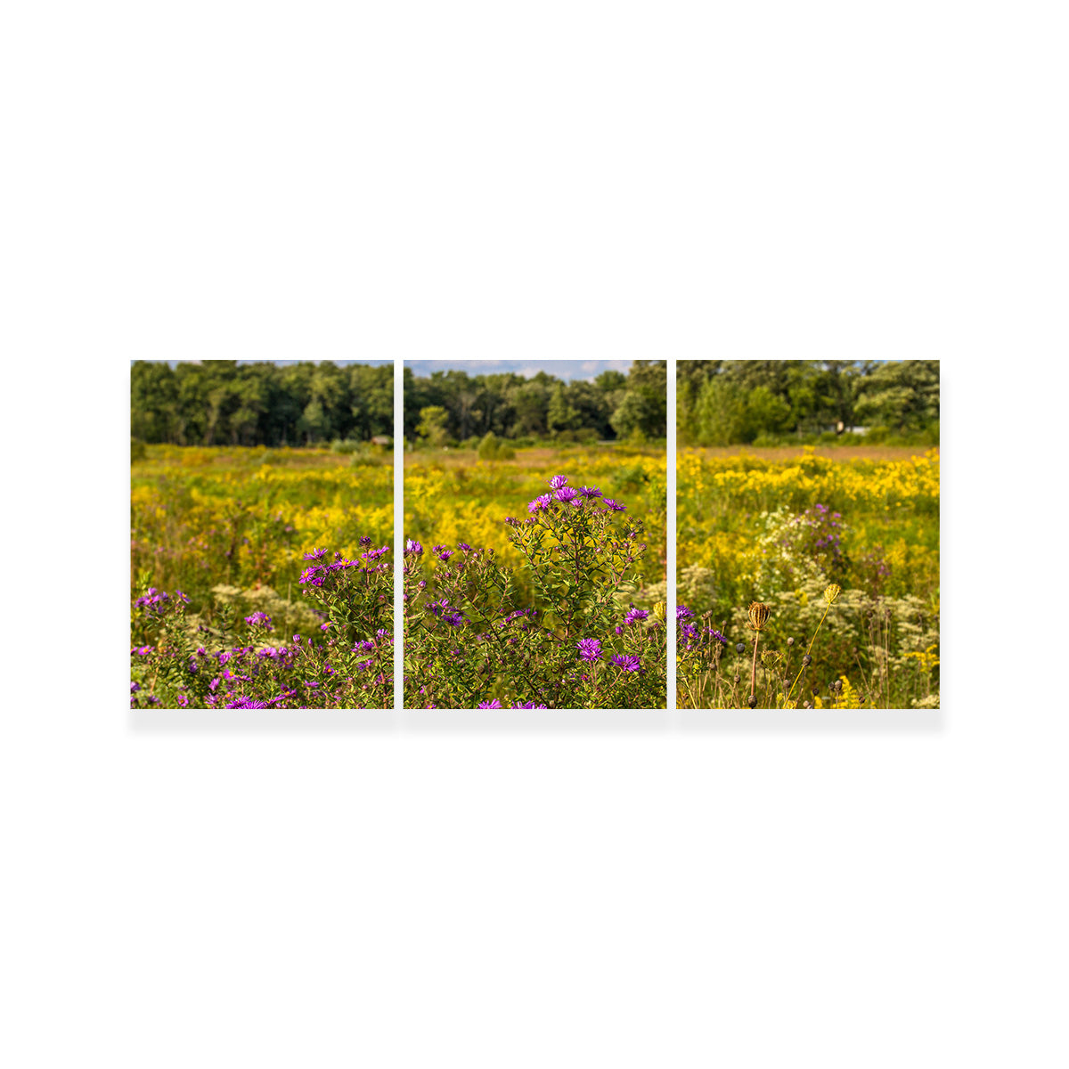 Flowering Prairie at Middlefork Savanna