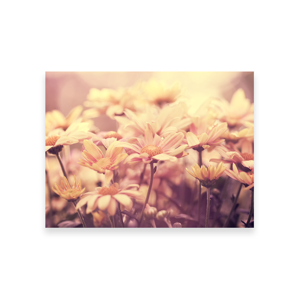 Flowers at Sunset Wall Art