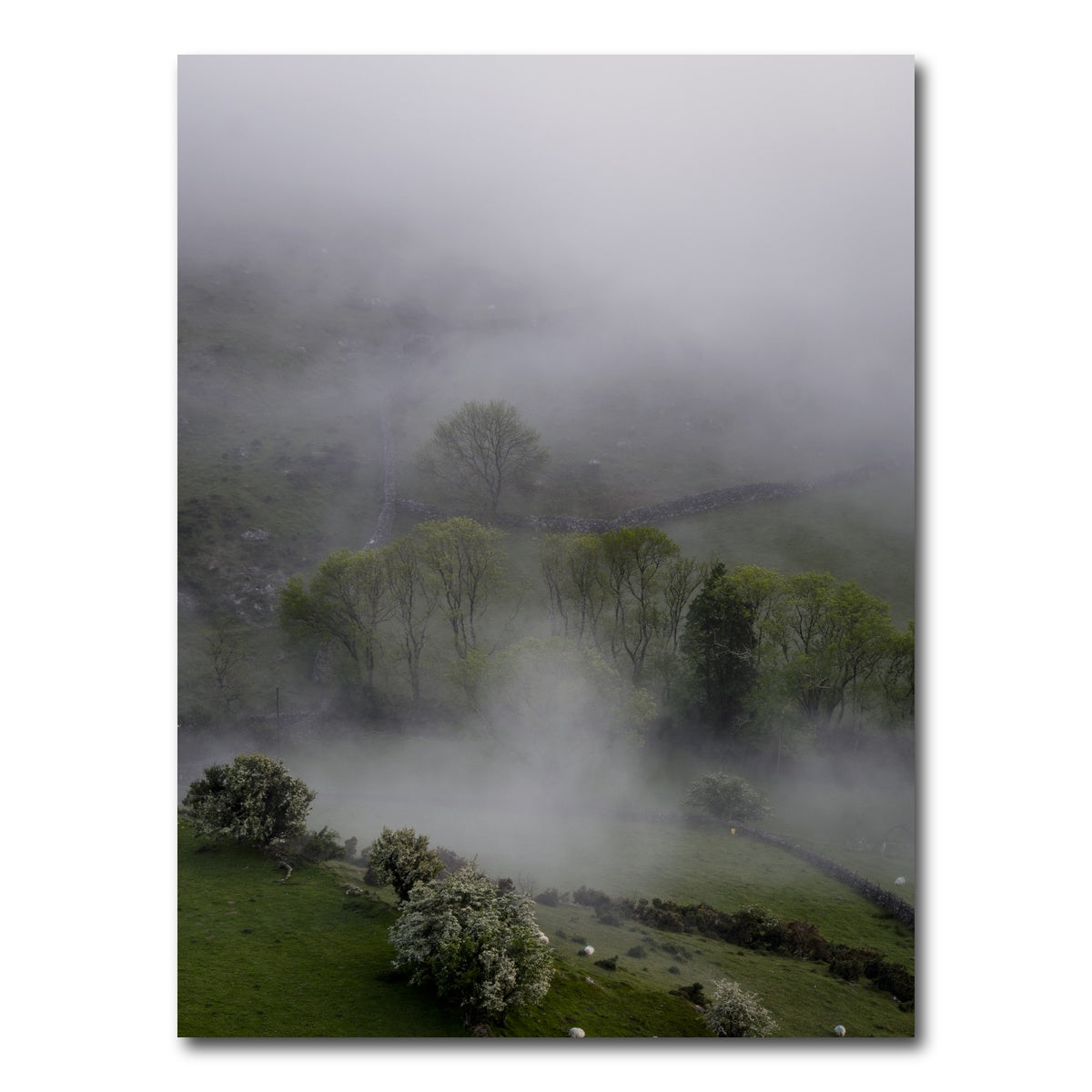 AUTO-MOCKUP WHITE | Foggy Trees | 1 Piece | Gallery Wrap Canvas | group=3x4