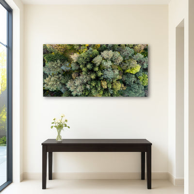 AUTO-MOCKUP ROOM | Forest From Above