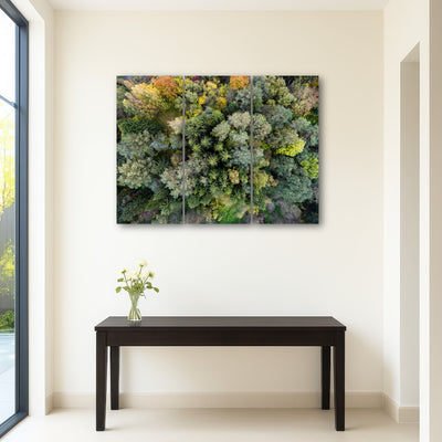 AUTO-MOCKUP ROOM | Forest From Above