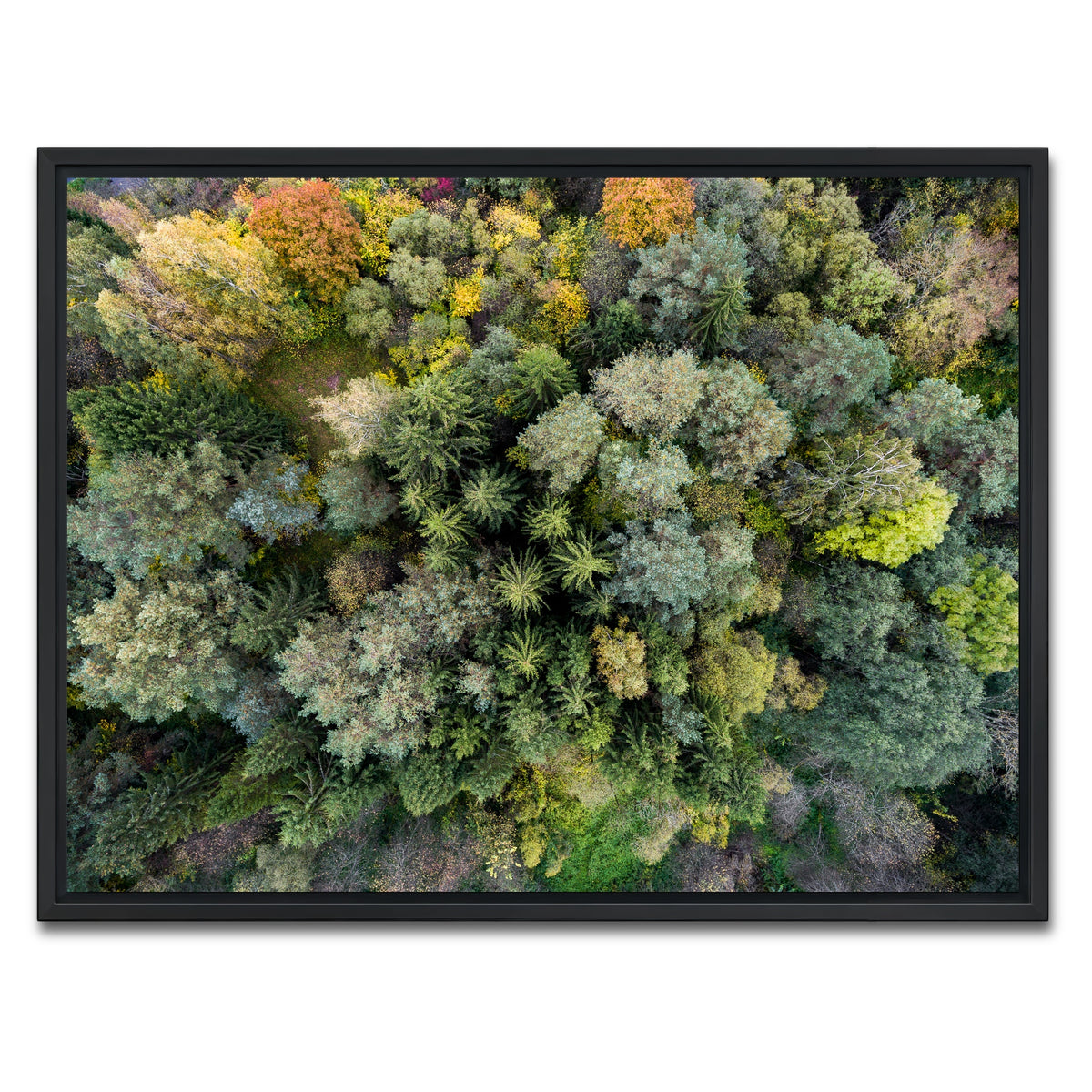 AUTO-MOCKUP WHITE | Forest From Above | 1 Piece | Black Framed Canvas | group=4x3