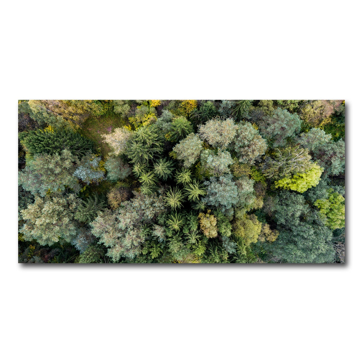 AUTO-MOCKUP WHITE | Forest From Above | 1 Piece | Gallery Wrap Canvas | group=2x1