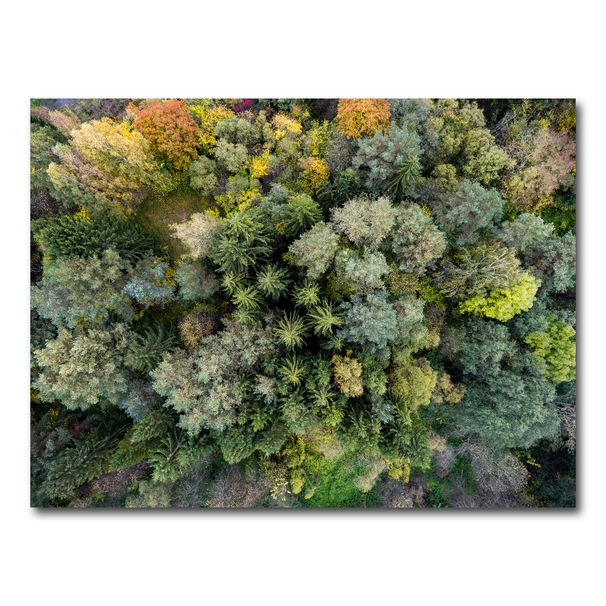 AUTO-MOCKUP WHITE | Forest From Above | 1 Piece | Gallery Wrap Canvas | group=4x3