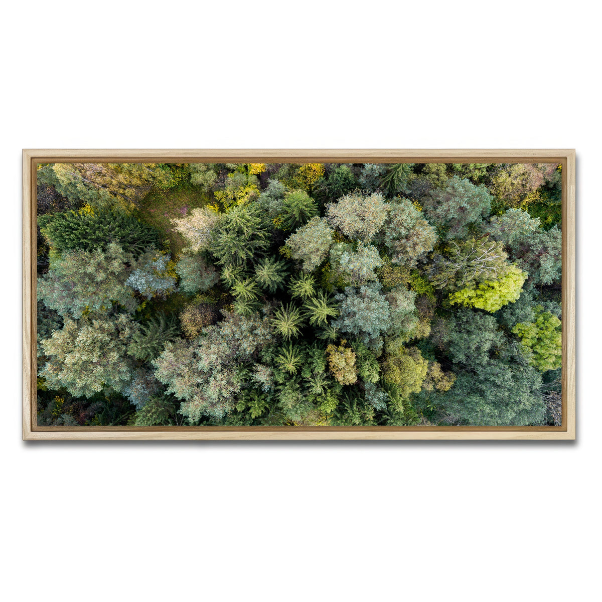 AUTO-MOCKUP WHITE | Forest From Above | 1 Piece | Natural Framed Canvas | group=2x1