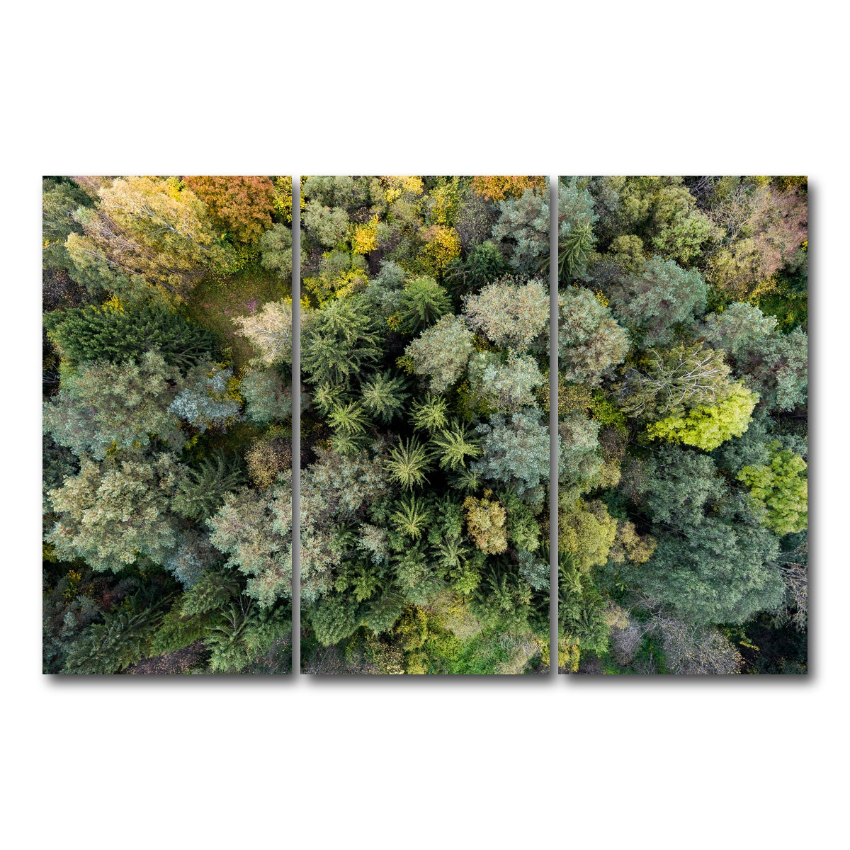 AUTO-MOCKUP WHITE | Forest From Above | 3 Piece | Gallery Wrap Canvas | group=12x24