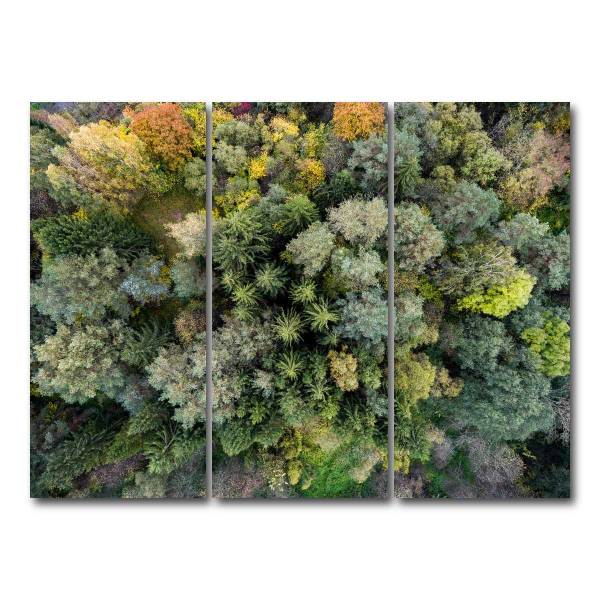 AUTO-MOCKUP WHITE | Forest From Above | 3 Piece | Gallery Wrap Canvas | group=8x18