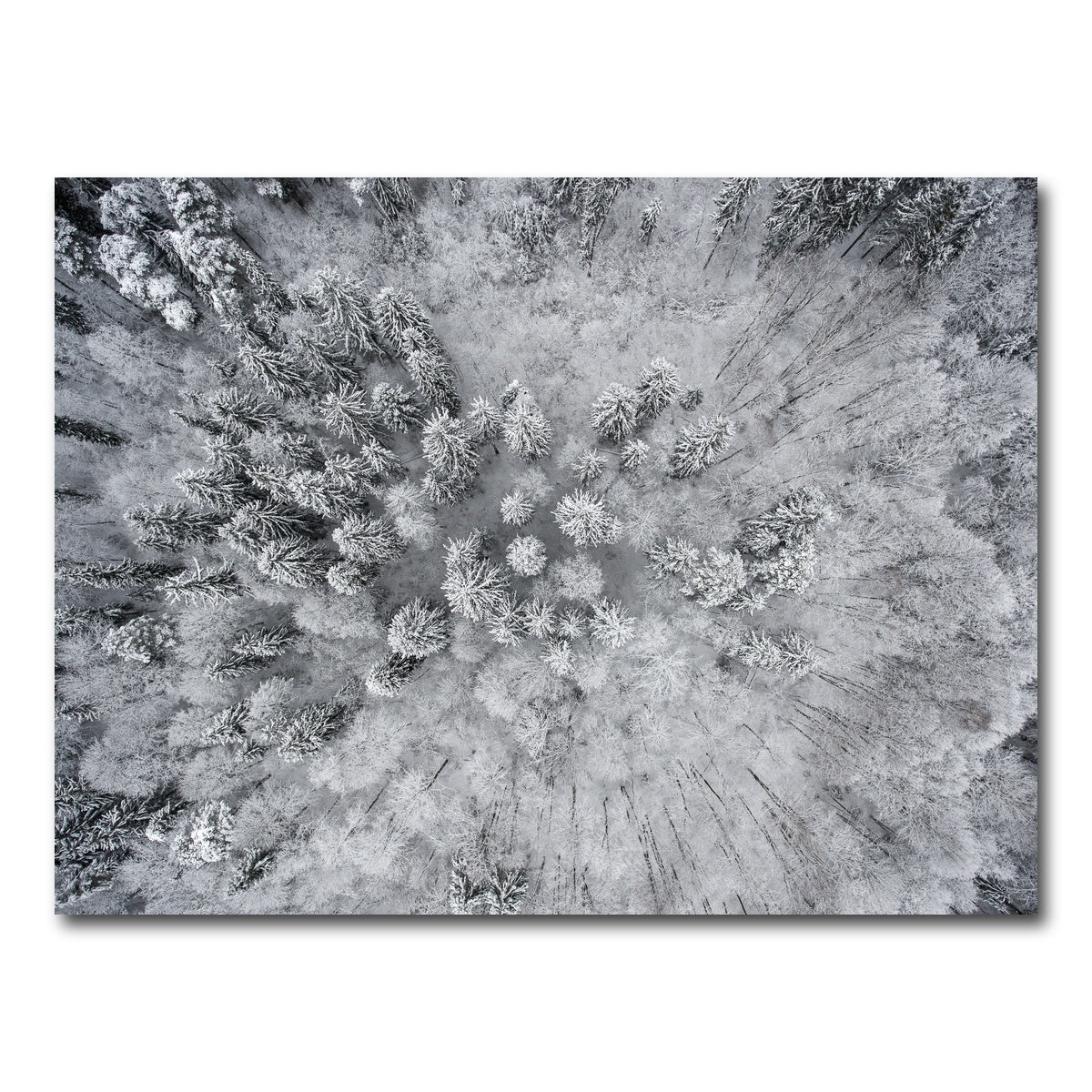 AUTO-MOCKUP WHITE | Forest Snow | 1 Piece | Gallery Wrap Canvas | group=4x3