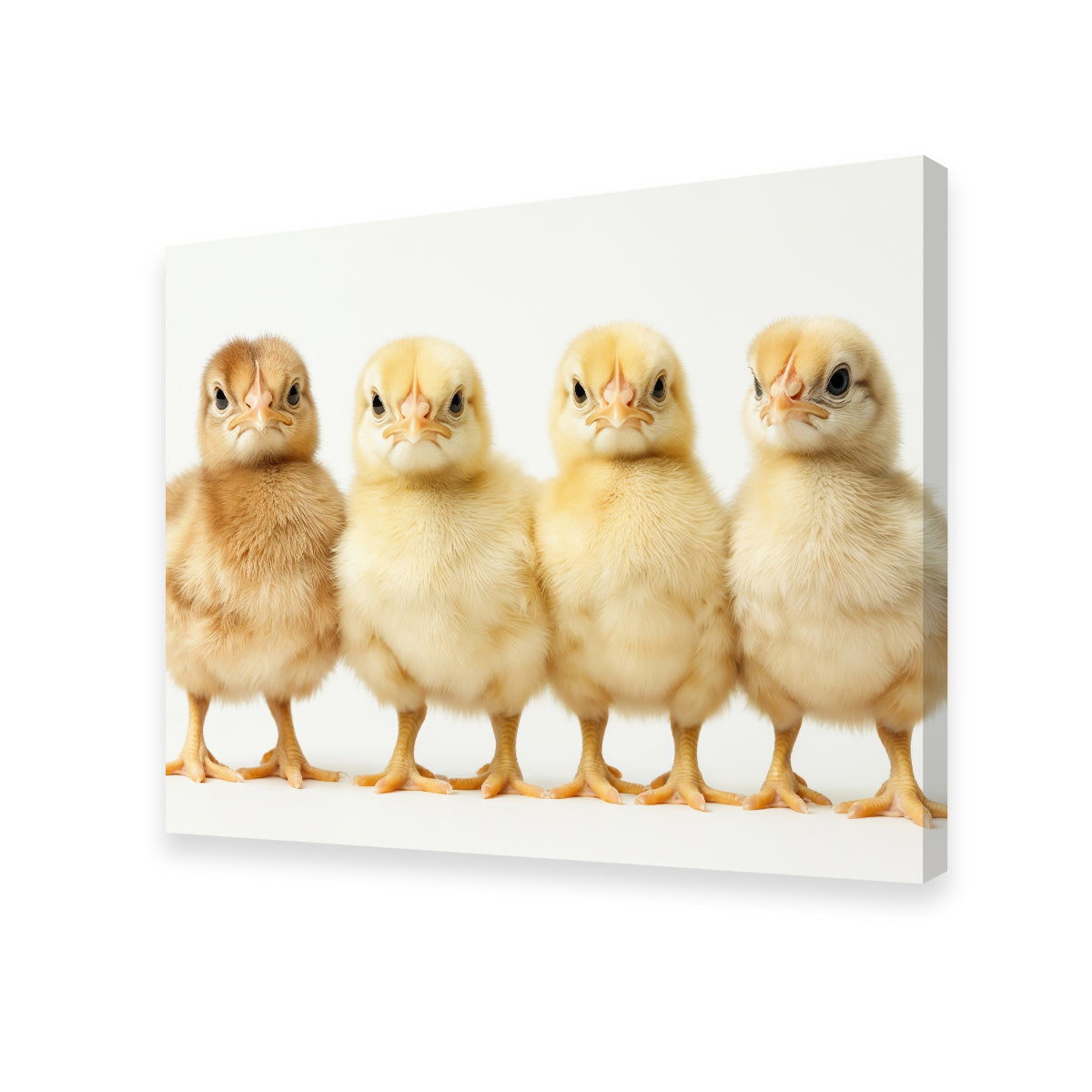 Four Baby Chickens Wall Art