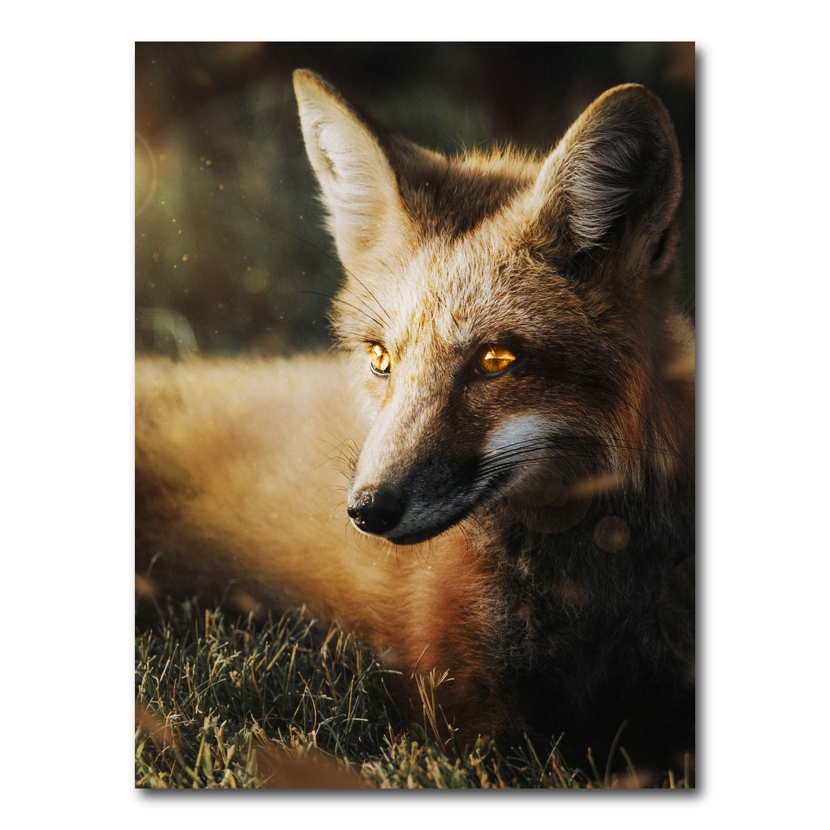 AUTO-MOCKUP WHITE | Fox | 1 Piece | Gallery Wrap Canvas | group=3x4