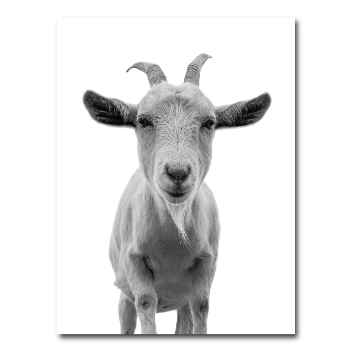 AUTO-MOCKUP WHITE | Funny Goat | 1 Piece | Gallery Wrap Canvas | group=3x4