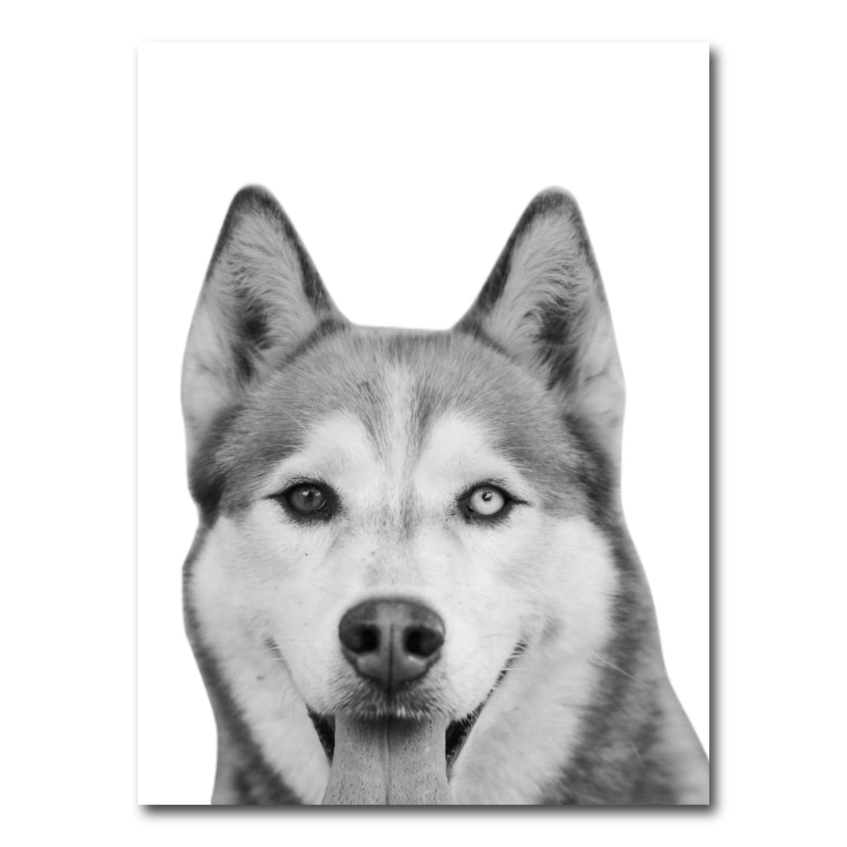 AUTO-MOCKUP WHITE | Funny Siberian Husky | 1 Piece | Gallery Wrap Canvas | group=3x4