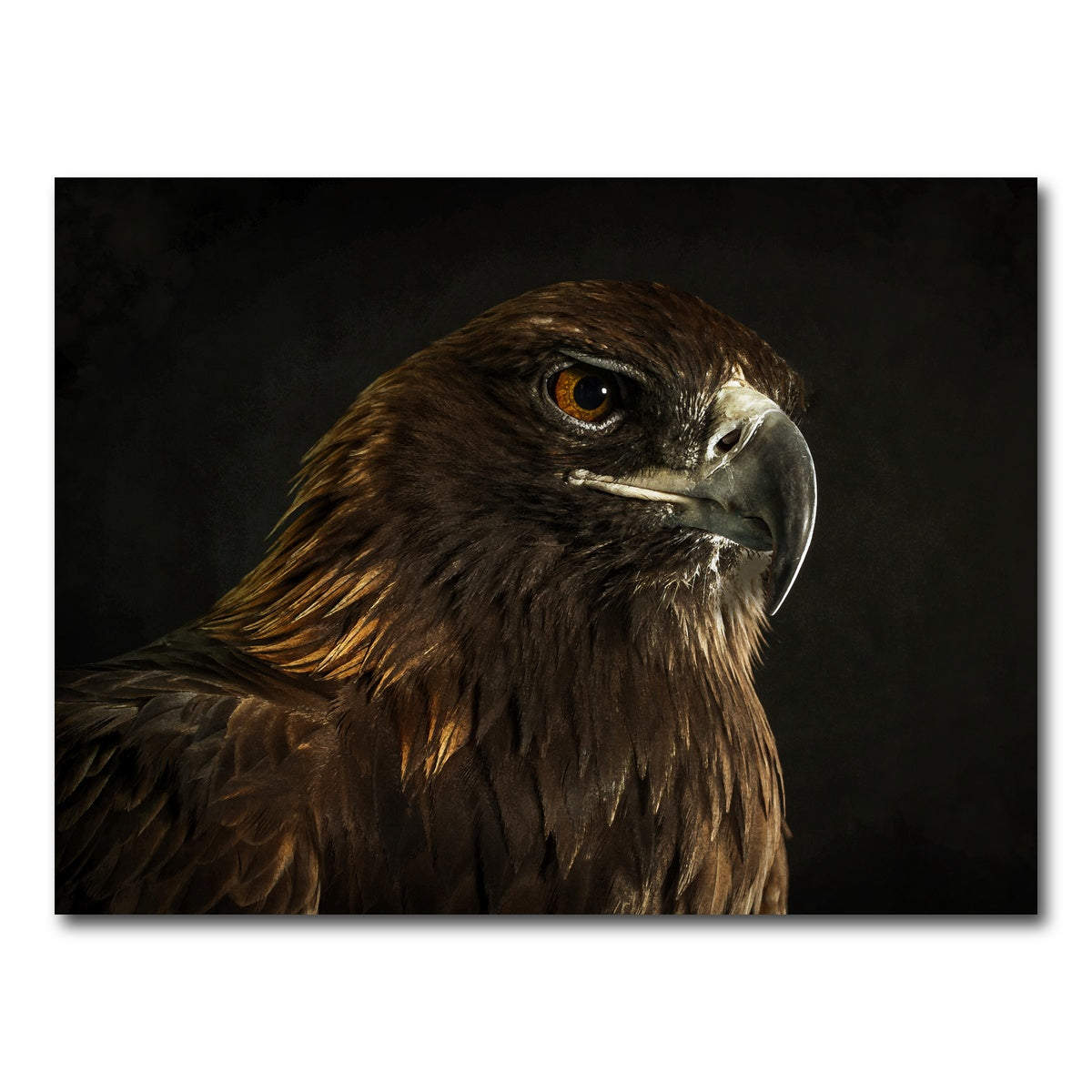 AUTO-MOCKUP WHITE | Golden Eagle | 1 Piece | Gallery Wrap Canvas | group=4x3