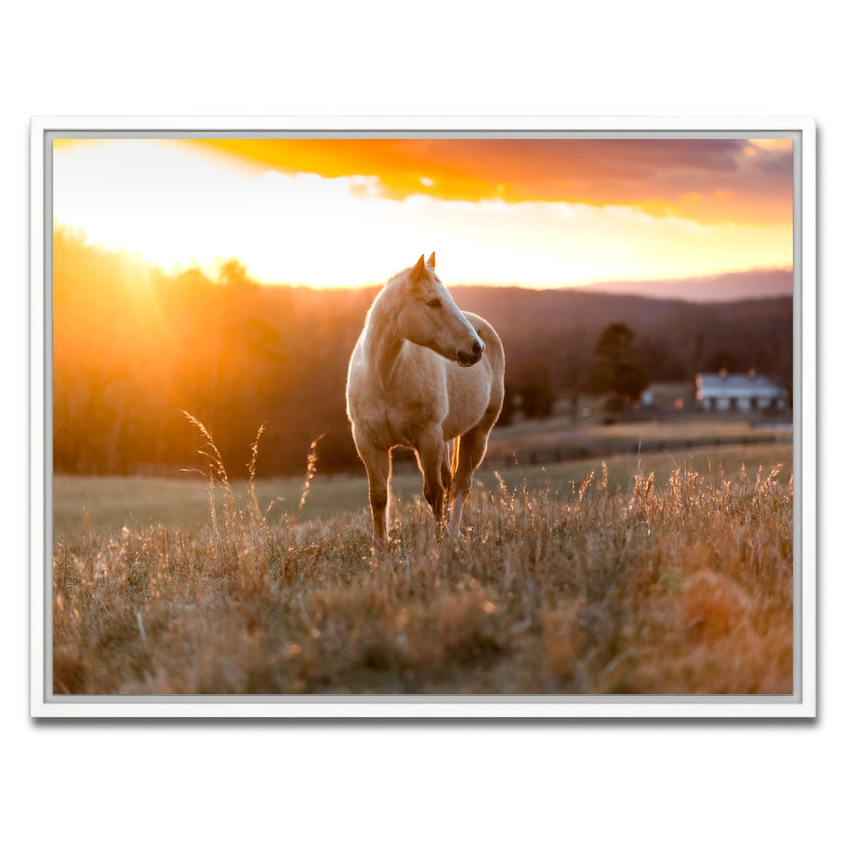 AUTO-MOCKUP WHITE | Golden Horse | 1 Piece | White Framed Canvas | group=4x3