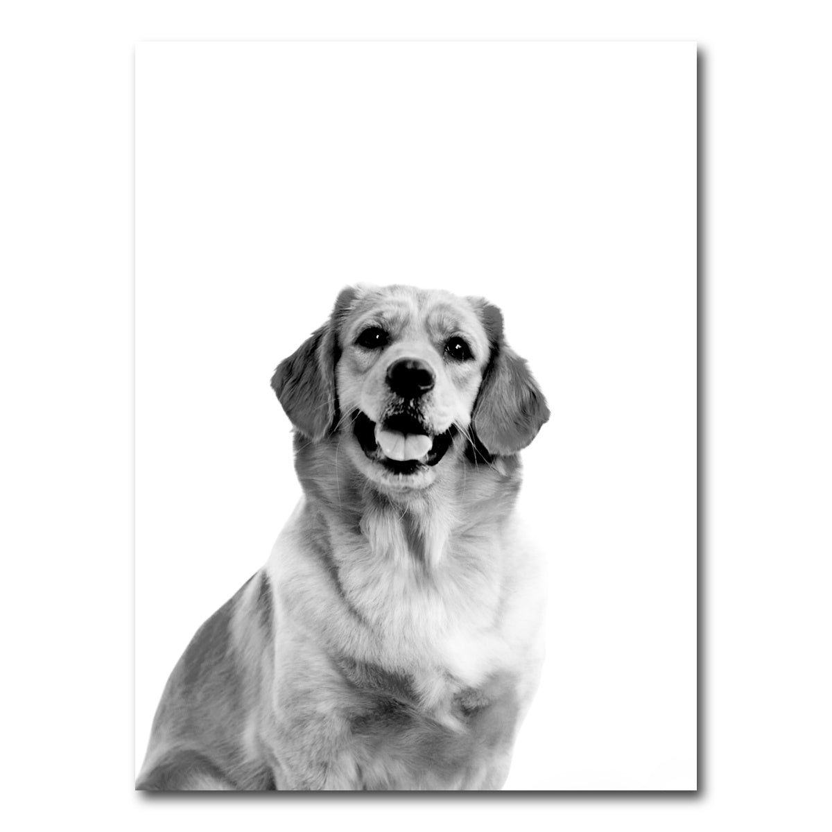AUTO-MOCKUP WHITE | Golden Retriever | 1 Piece | Gallery Wrap Canvas | group=3x4