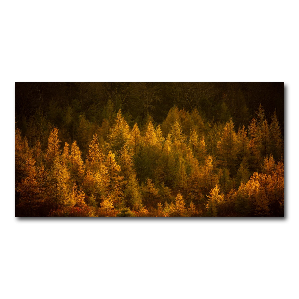 AUTO-MOCKUP WHITE | Golden Slumber | 1 Piece | Gallery Wrap Canvas | group=2x1